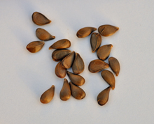 Malus sieversii seeds collected in Kazakhstan.